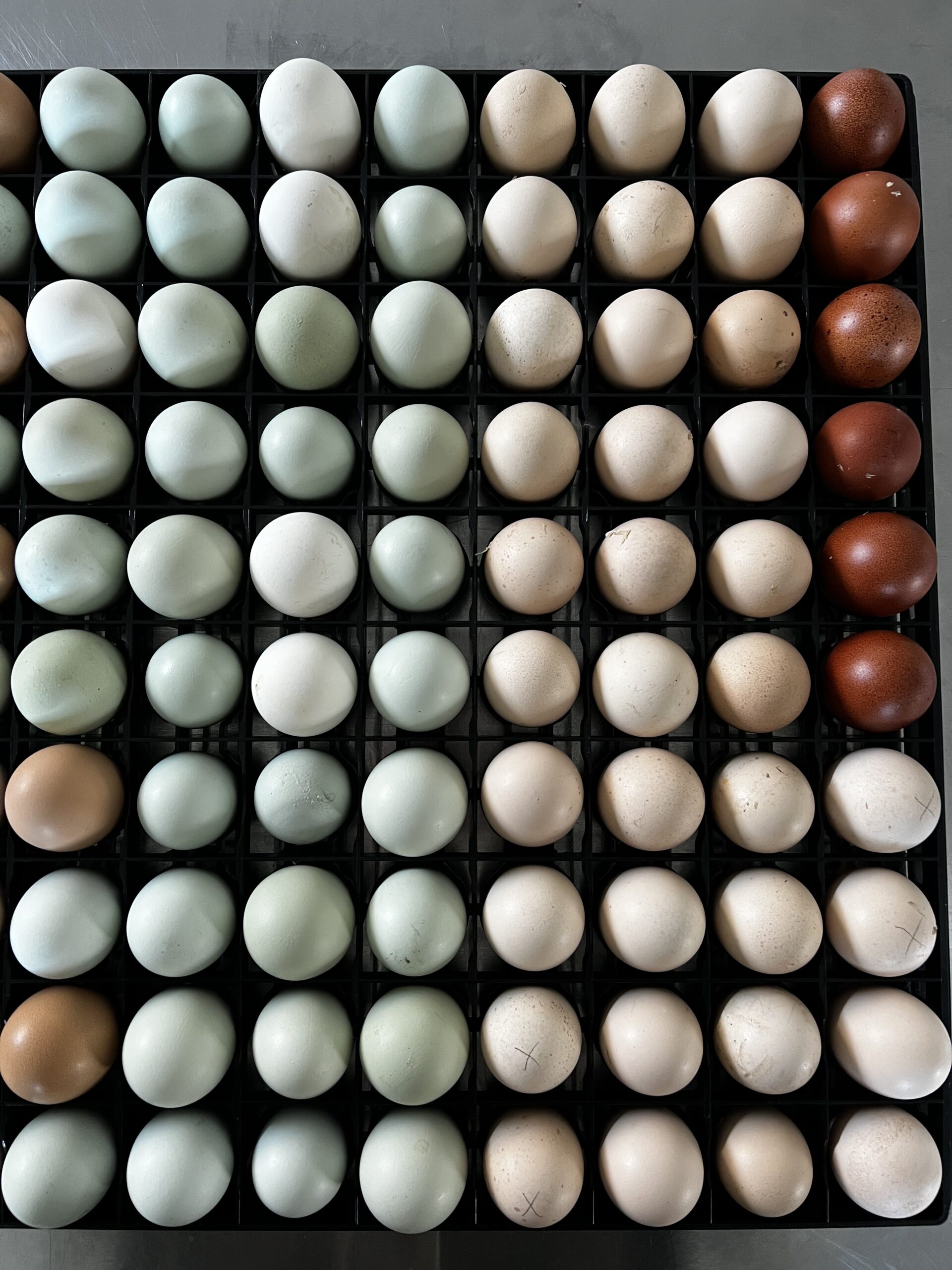 broedeieren sierkippen paradijshof