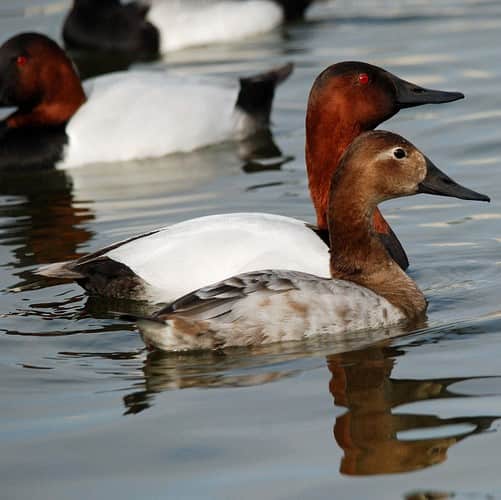 Canvasback