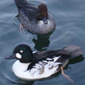 Canard mandarin – Paradijshof – voeder en toebehoren voor neerhofdieren