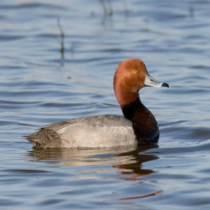 roodkopeend paradijshof