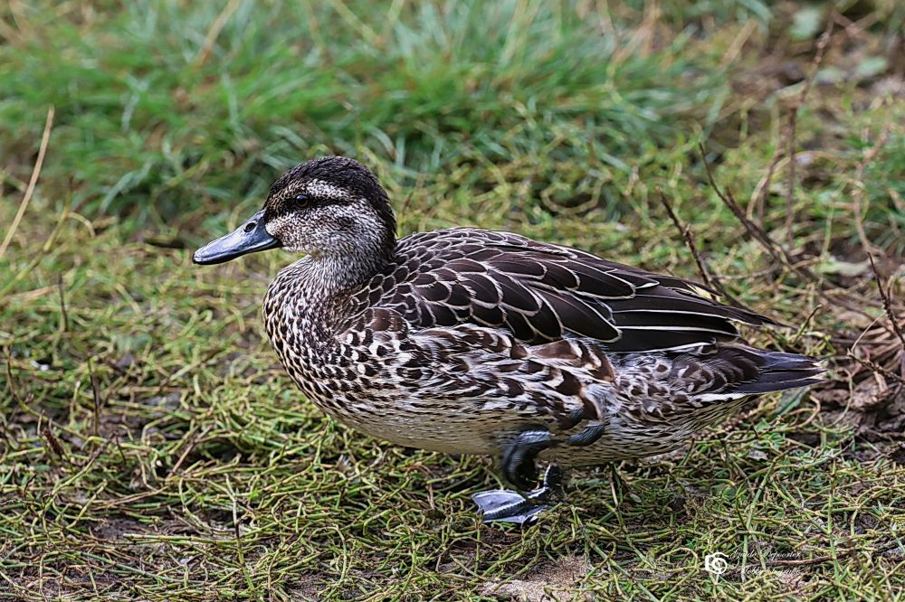 zomertaling paradijshof