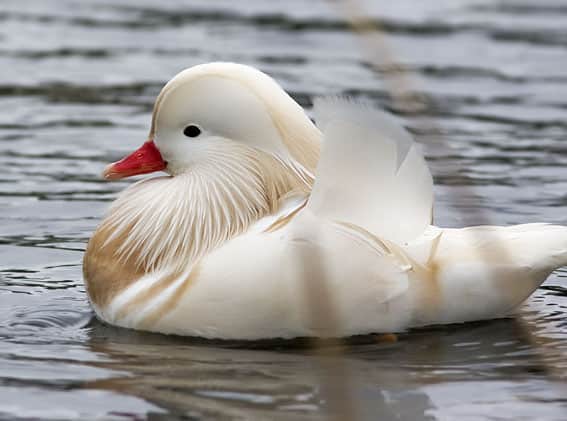 Canard mandarin – Paradijshof – voeder en toebehoren voor neerhofdieren