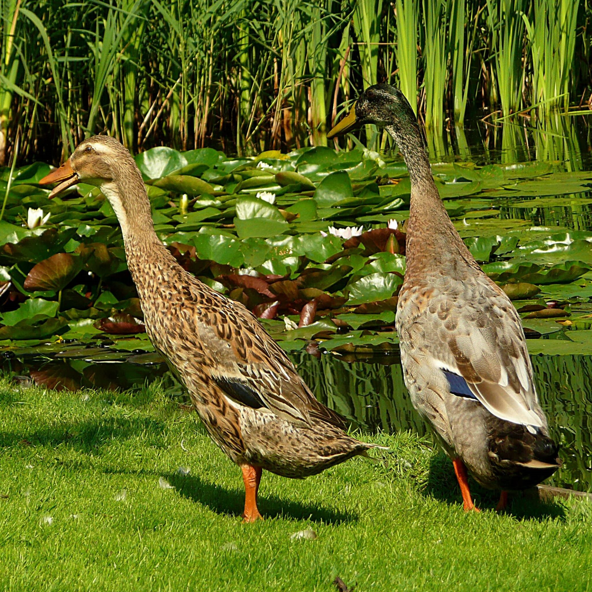 daisy runner duck