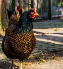 Barnevelder goud dubbel gezoomd paradijshof