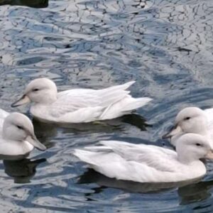 zilverchilitaling paradijshof