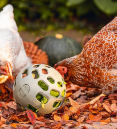 snack bal kippen paradijshof