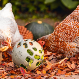 snack bal kippen paradijshof